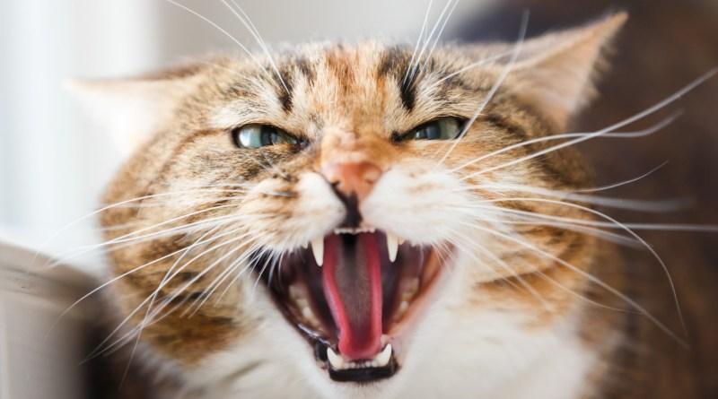 Pequenos hábitos podem prevenir a agressividade do seu gato