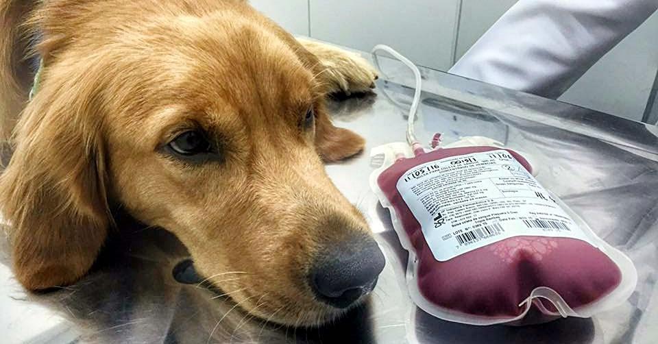 Dia Mundial do Doador de Sangue: campanha  incentiva a doação de sangue para pets