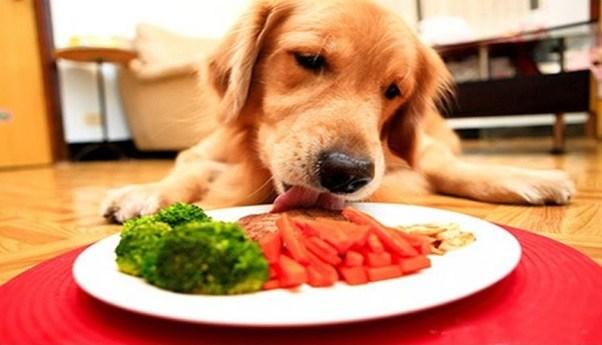 Você tem o costume de dar comida  caseira para o seu animal de estimação?