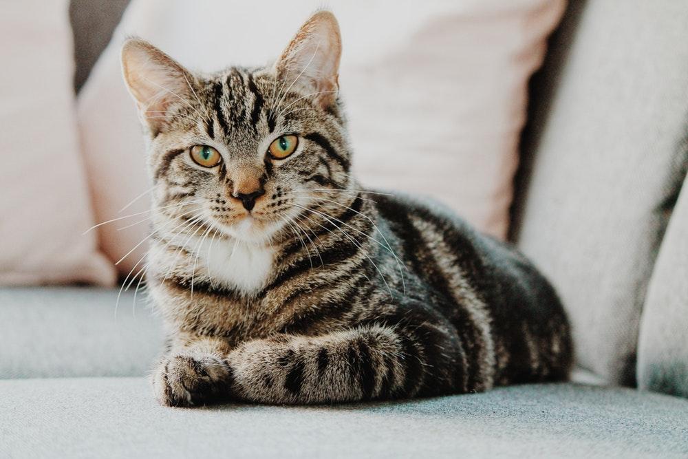 EUA vai parar de usar gatos na pesquisa de toxoplasmose