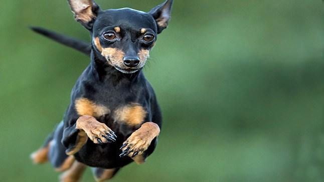 Cães de pequeno porte têm truque para enganar cães maiores, diz estudo