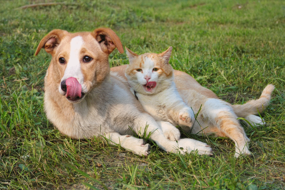 Saiba qual é a relação do intestino com o desencadeamento de doenças em cães e gatos