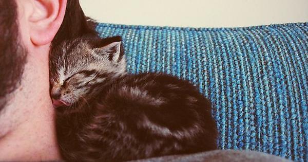Por que os gatos gostam de dormir em cima da gente?