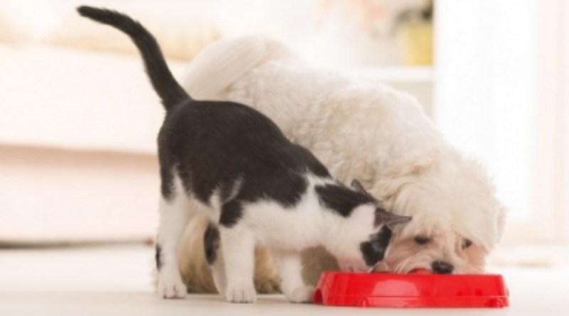 Por que cachorros adoram comer ração de gatos?