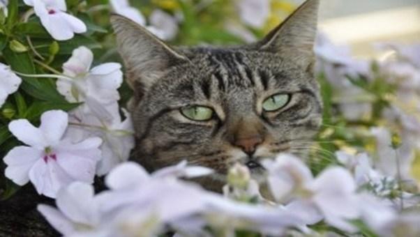 Gatos: saiba quais plantas são nocivas a eles