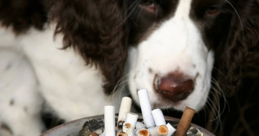 Fumar cigarro perto dos pets prejudica a saúde deles
