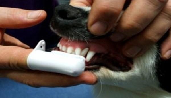 Saiba por que é importante escovar os dentes de cães e gatos