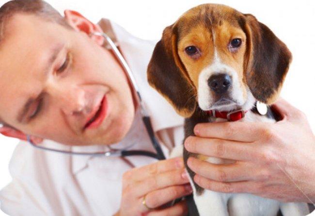 Saiba identificar se o seu pet sofre com a dor crônica