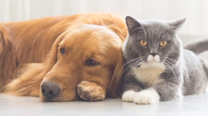 Governo Digital lança Pet Amigo: serviço de cadastro de animais no Paraná