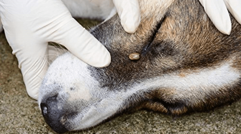 Doença do carrapato pode matar cães e gatos