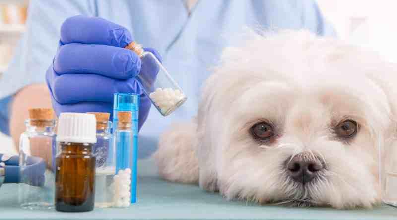 Homeopatia é especialidade em ascensão na veterinária