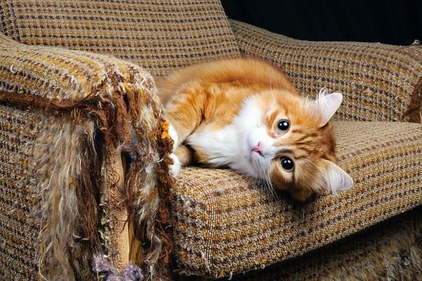 Seis dicas para seu gato não arranhar o sofá