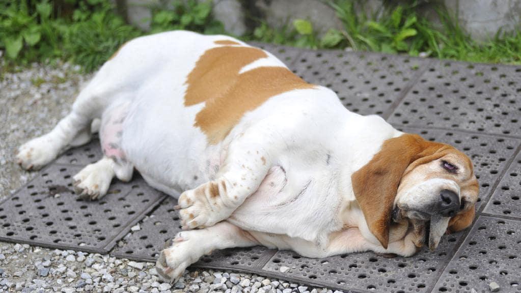 Cães com excesso de peso têm vidas mais curtas
