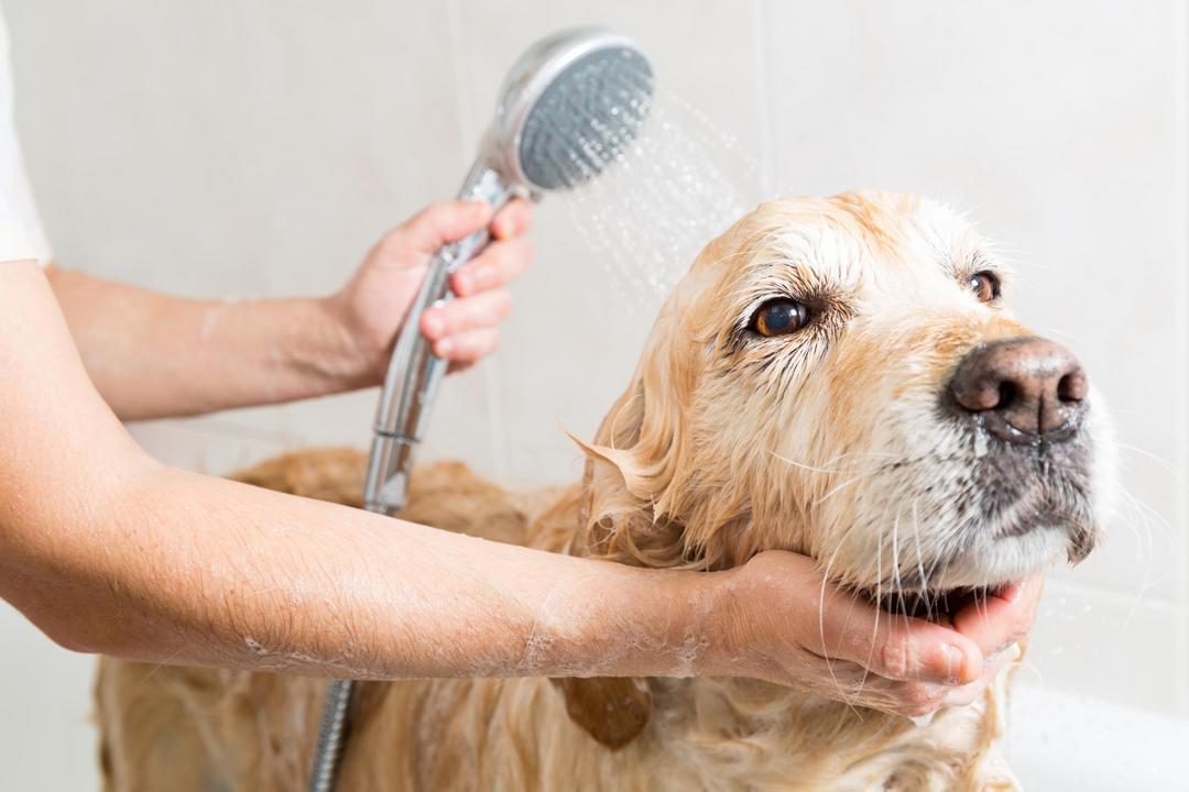 Banho e tosa: você sabe com que frequência deve fazer em seu pet?