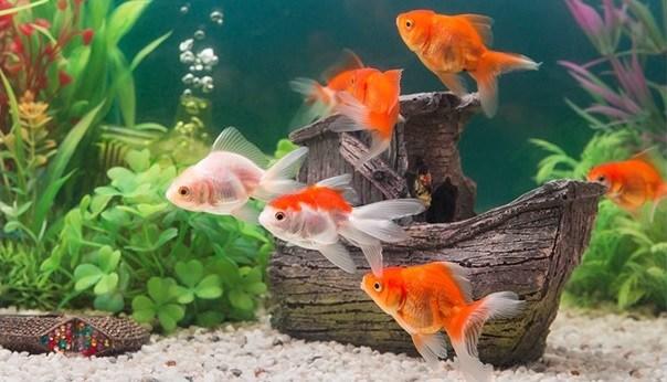 10 dicas para ter um aquário em casa sem prejudicar o bem-estar dos peixinhos