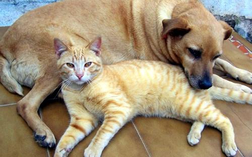 Cães e gatos terão atendimento veterinário gratuito na Regional Portão
