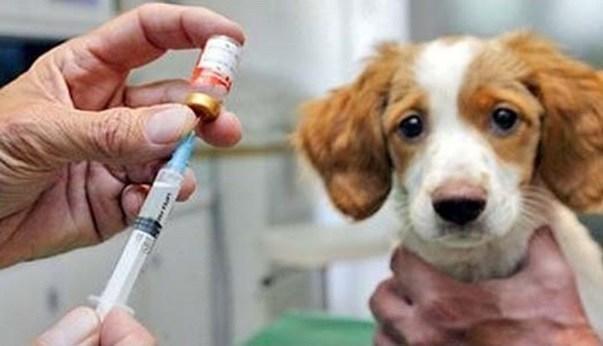 Manter os cães e gatos vacinados evita que a raiva apareça com mais frequência