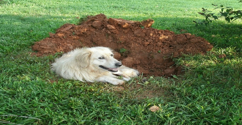 Por que os cães cavam antes de se deitar?