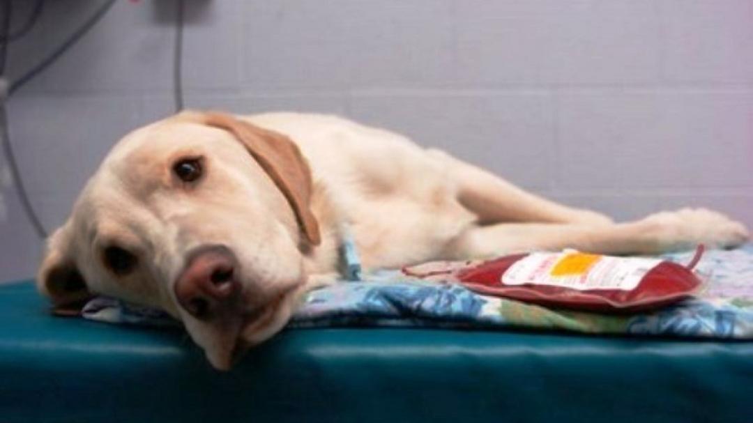 Universidade de Londrina recruta cães doadores de sangue