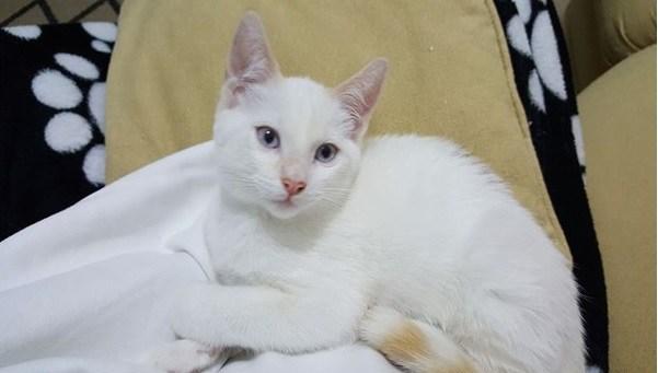 Gatos brancos de olhos azuis podem ser surdos