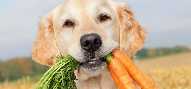 Dieta vegana faz bem para o seu animal?