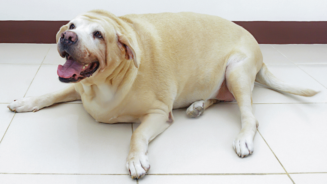 Estudo revela que cães obesos vivem dois anos a menos
