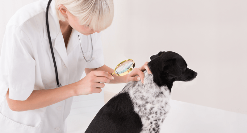 Virbac promove curso internacional de capacitação em dermatologia veterinária