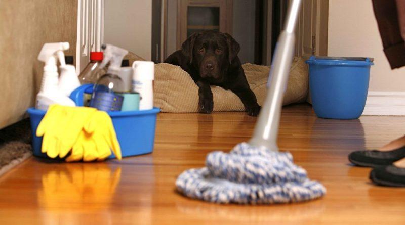 5 cuidados para limpar a casa sem afetar a saúde dos pets